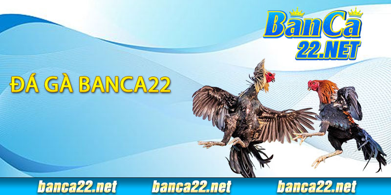 Đá Gà Banca22